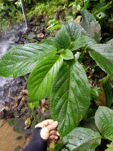 Witheringia correana