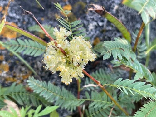Cuscuta vandevenderi