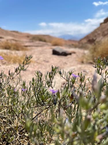 Nolana spergularioides