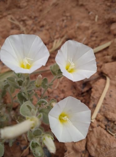 Convolvulus supinus