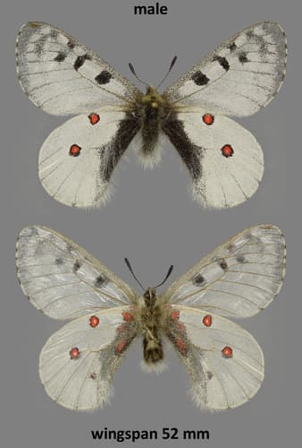 Parnassius corybas
