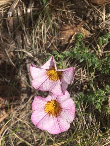 Calibrachoa