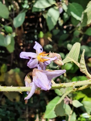 Solanum hamulosum