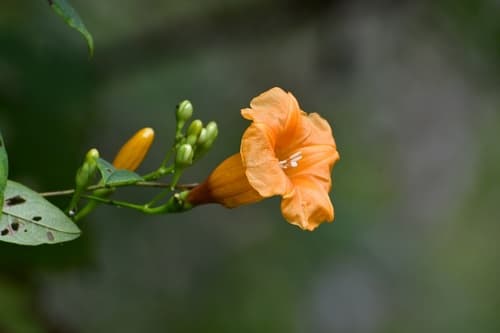 Ipomoea aurantiaca