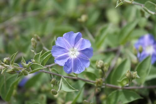 Jacquemontia smithii