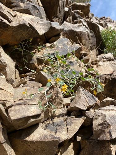 Coahuila Blazingstar