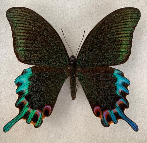 Papilio hermeli