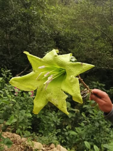 Solandra boliviana