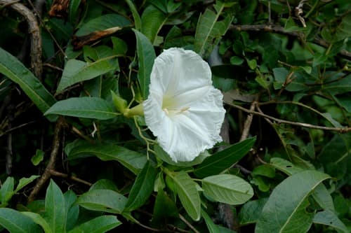 Ipomoea robinsonii