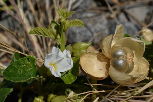 Operculina aequisepala