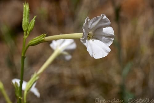 Nicotiana gossei