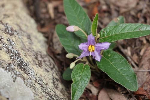 Solanum tetrathecum