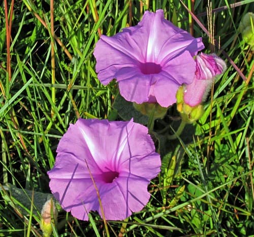 Ipomoea descolei