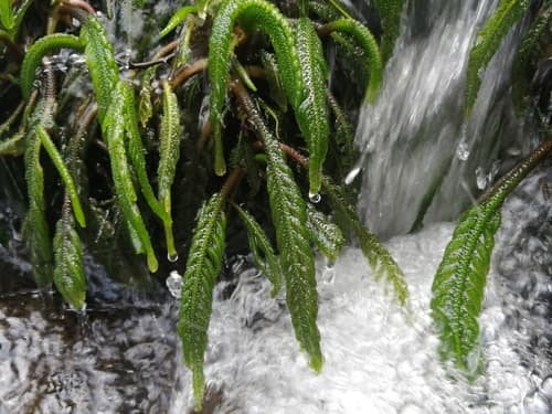 Hydrostachys polymorpha