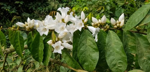 Calycobolus acuminatus