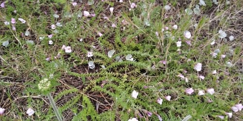 Calibrachoa scabridula