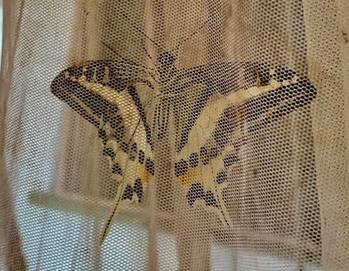 Natewa Swallowtail