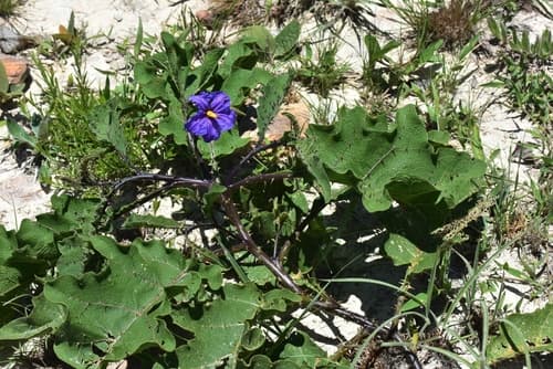 Solanum medusae
