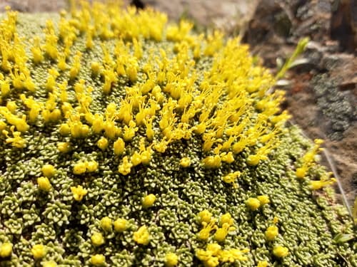 Benthamiella azorelloides