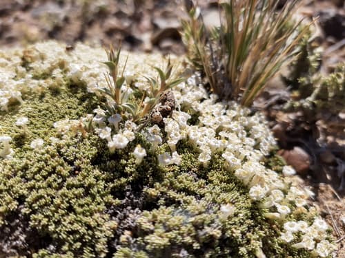 Benthamiella pycnophylloides