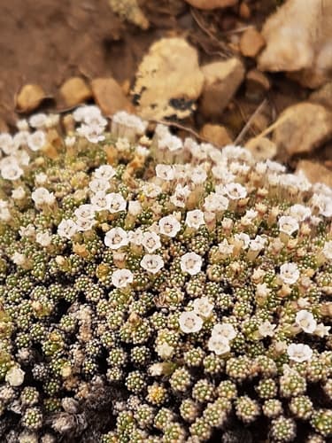 Benthamiella skottsbergii