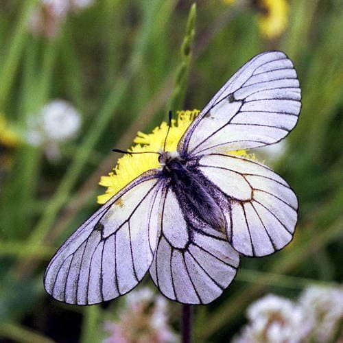 Parnassius hoenei