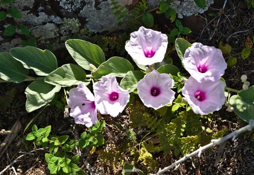 Ipomoea nitida