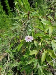 Passionflower