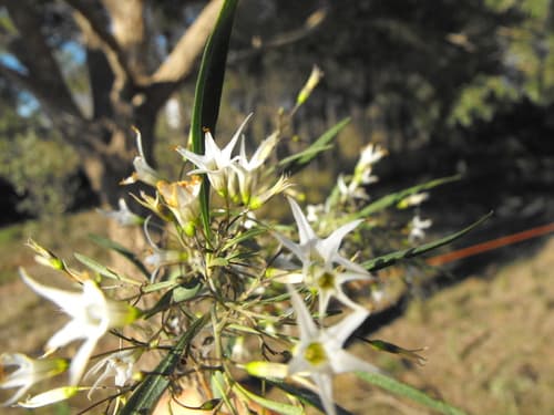 Leichhardt's corkwood