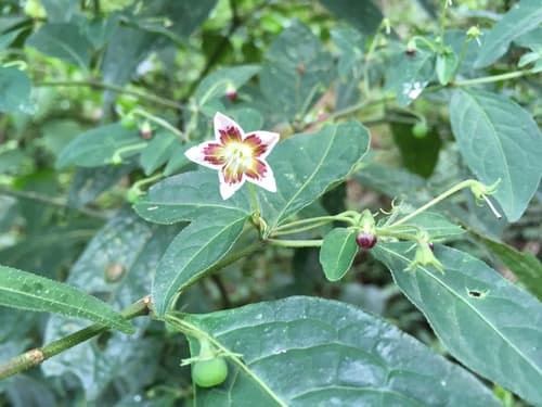 Capsicum villosum