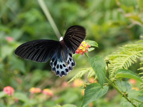 White-headed Batwing