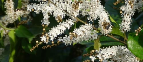 Neuropeltis acuminata