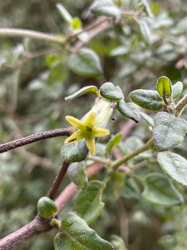 Spreading Salpichroa