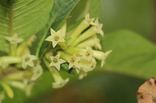 Petiolate Cestrum