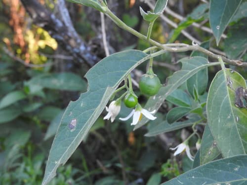 Solanum stuckertii