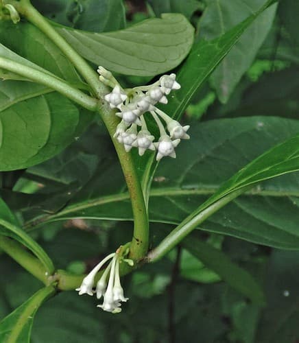 Solanum symmetricum