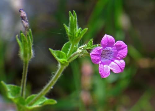 Petunia occidentalis