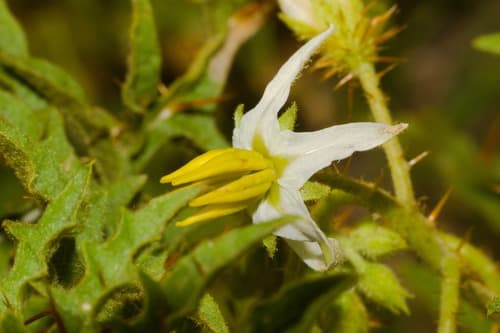 Solanum hasslerianum