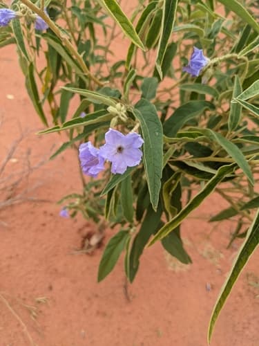Solanum cunninghamii
