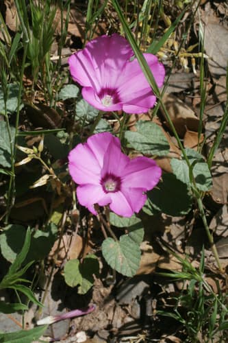 Convolvulus glaouorum