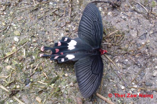 De Nicéville's Windmill