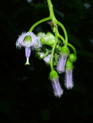 Solanum endopogon