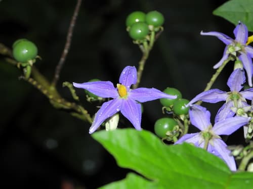 Tricuspid Nightshade