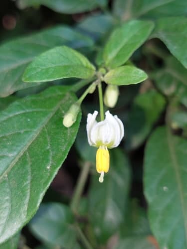 Solanum sodiroi