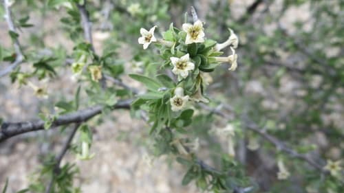Downy Desert-thorn