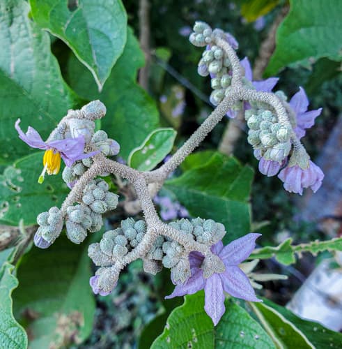 Solanum brevipedicellatum