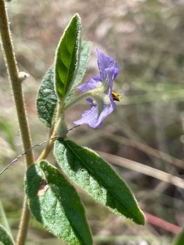Solanum innoxium