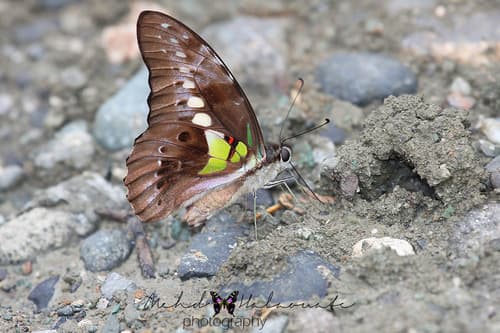 Graphium wallacei
