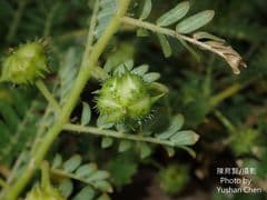Tribulus