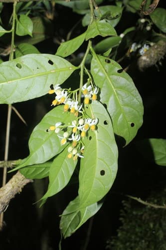 Solanum sagittantherum